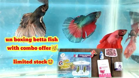How to Import Betta Fish from Thailand .